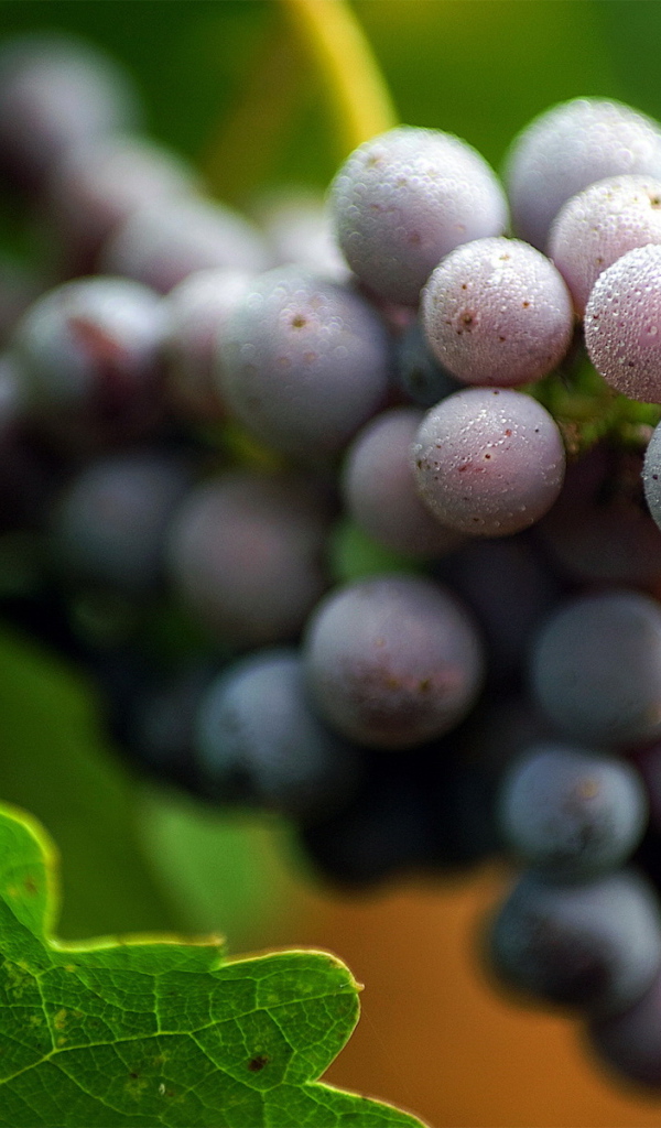 Виноградная лоза