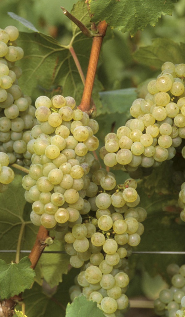 Виноградная лоза