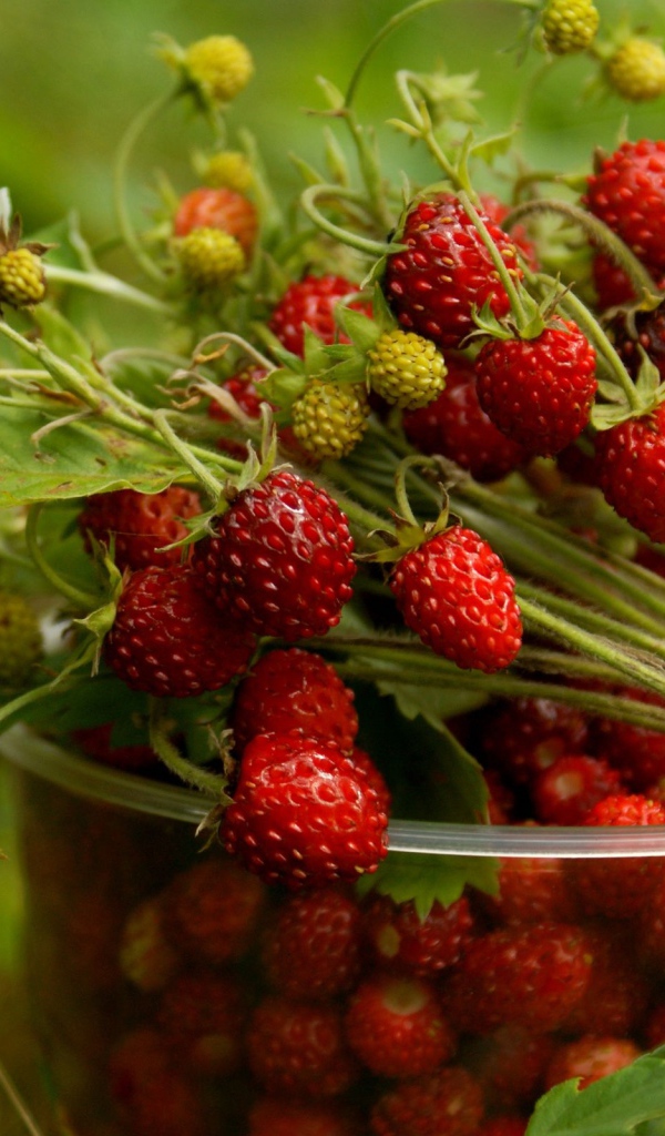 Стаканчик земляники