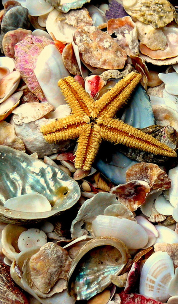 Морские сокровища