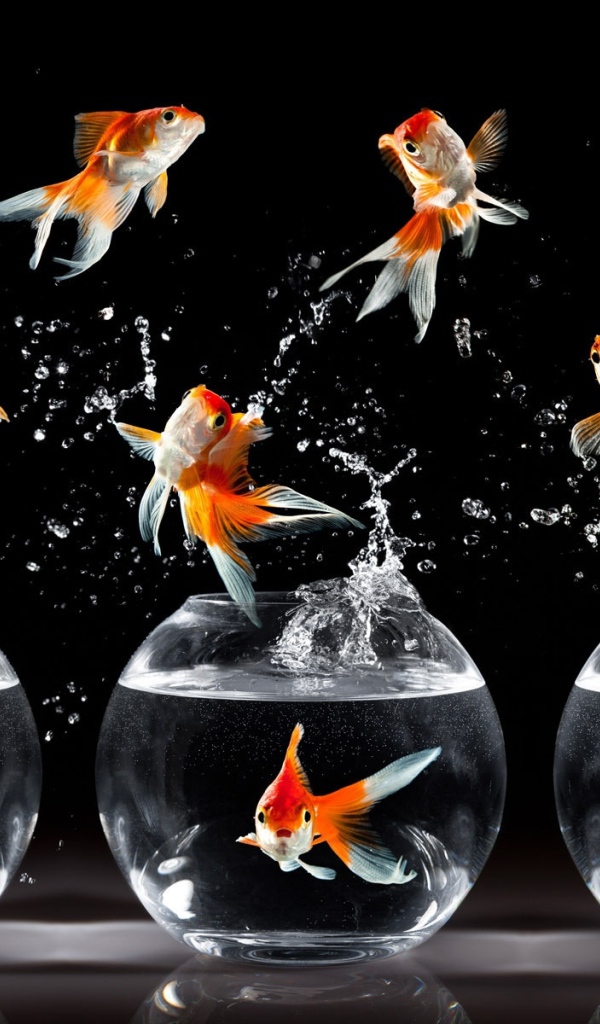 Танцующие рыбки