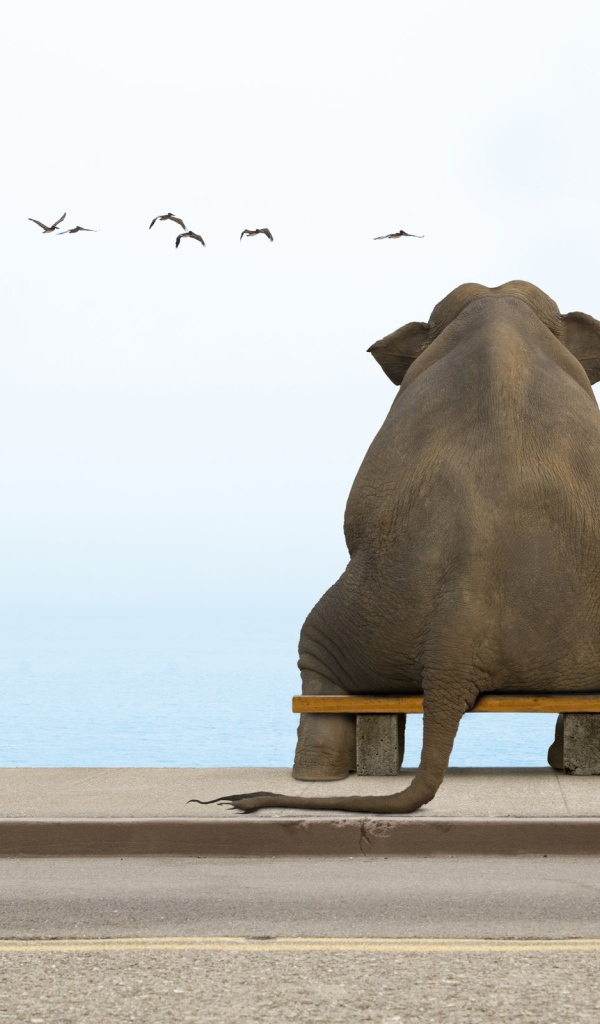 Слон на скамеечке