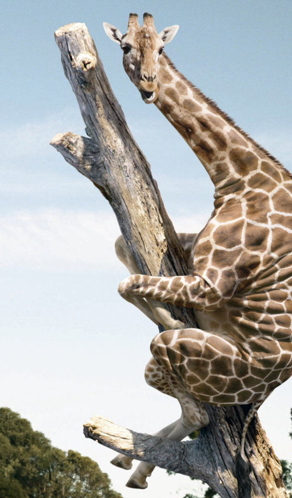 Испугавшийся жираф