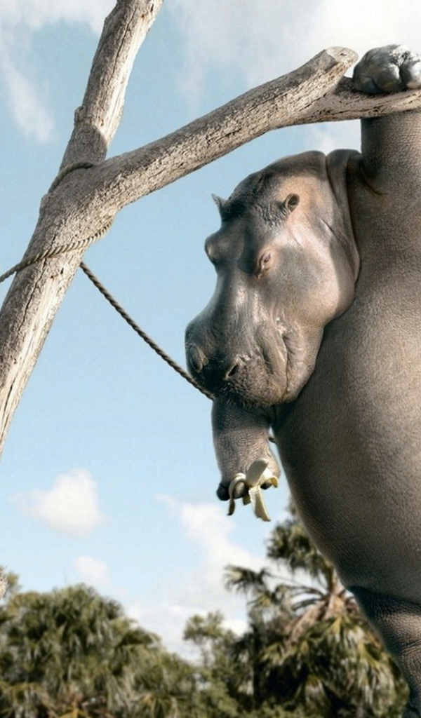 Бегемот с бананом