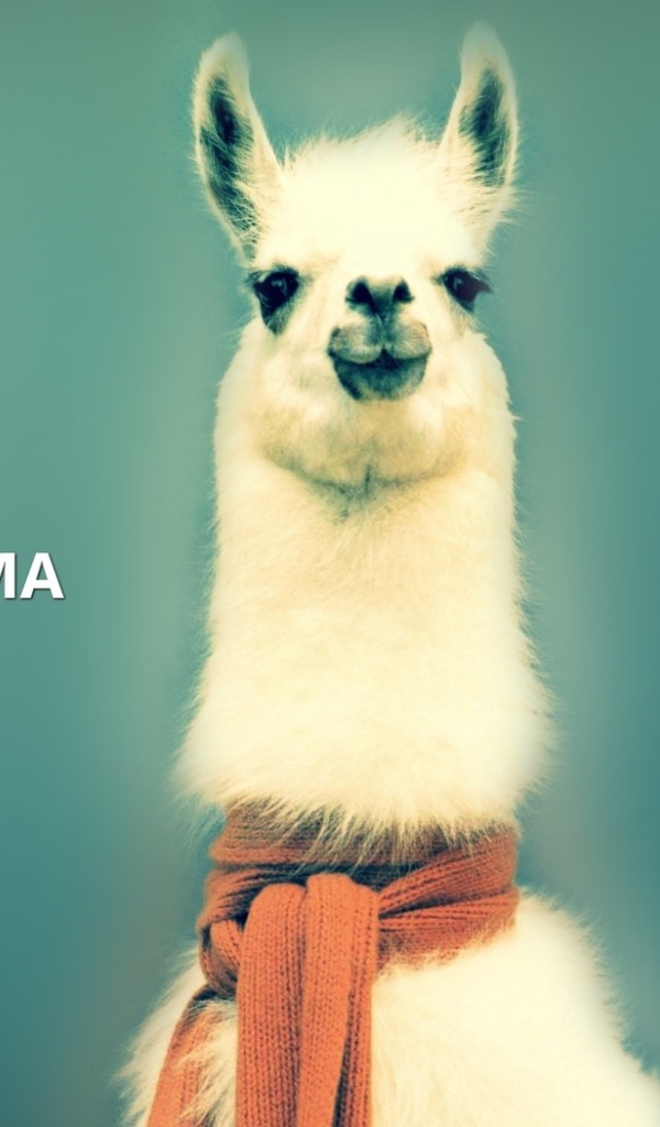 Лама в шарфе