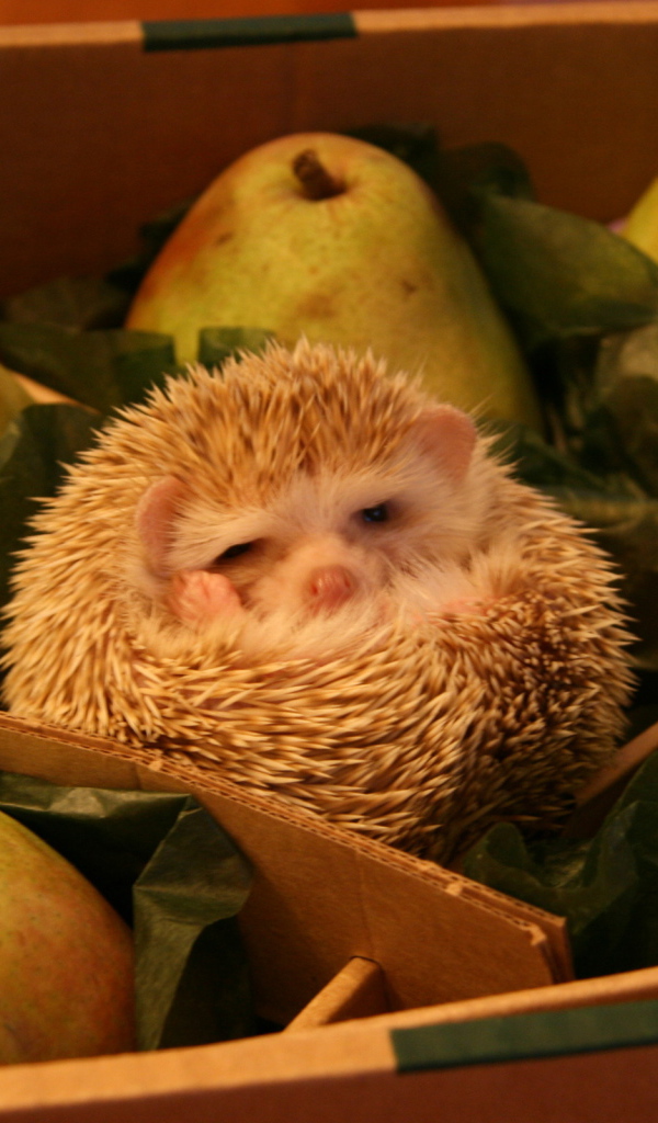 Груши с сюрпризом