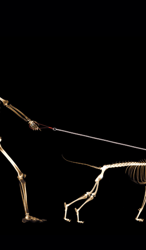 Мобильный сканер тела