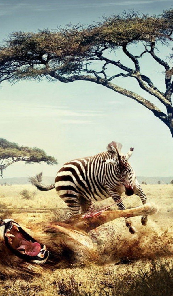 Зебра напала на льва