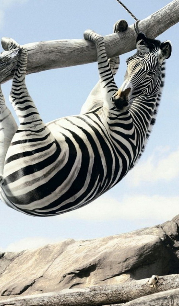 Зебра на ветке