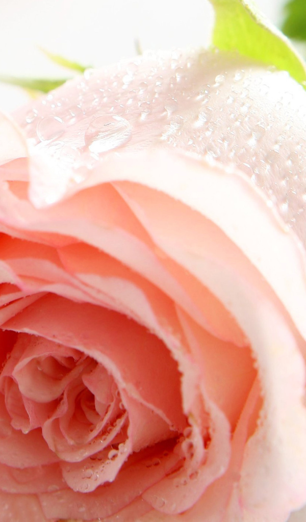 Цветы на праздник