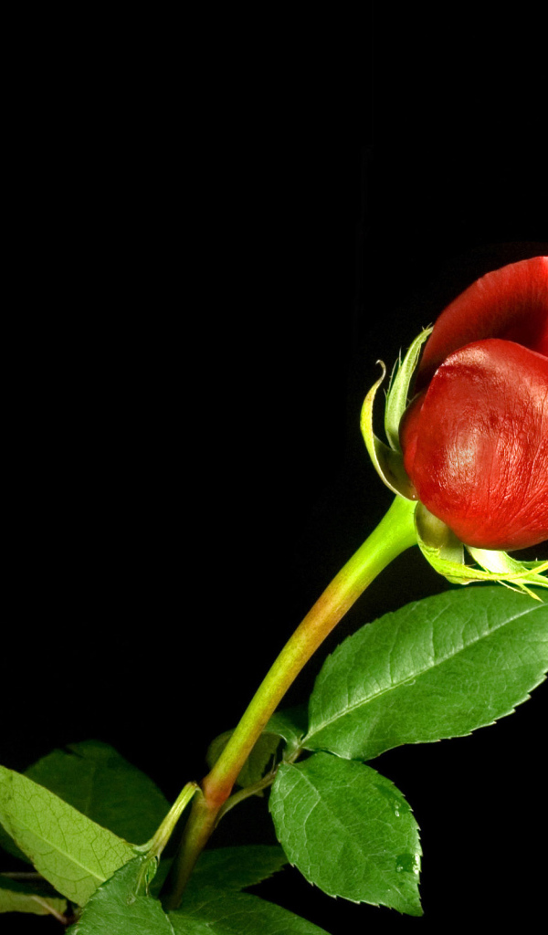 8 Марта Международный женский день