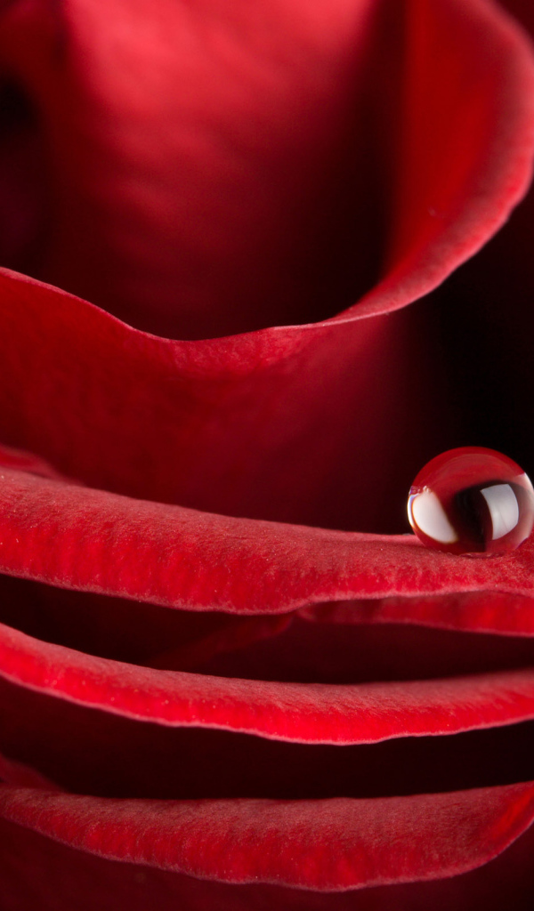 Красная роза на 8 марта