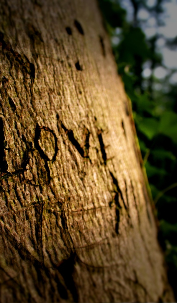 Надпись на дереве