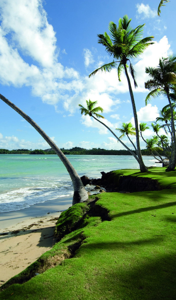 Прибрежные пальмы