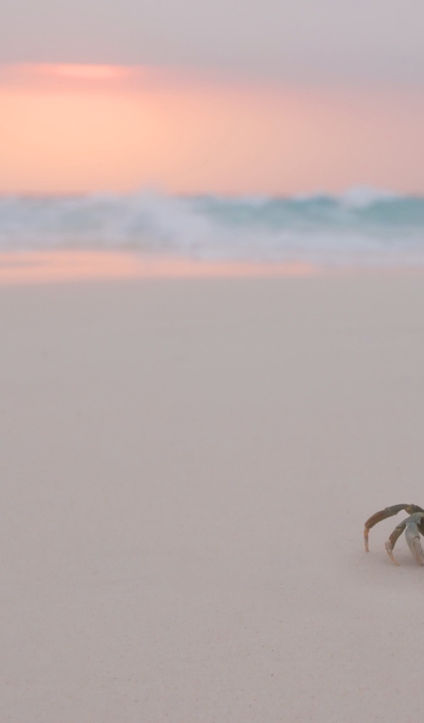 Краб на пляже