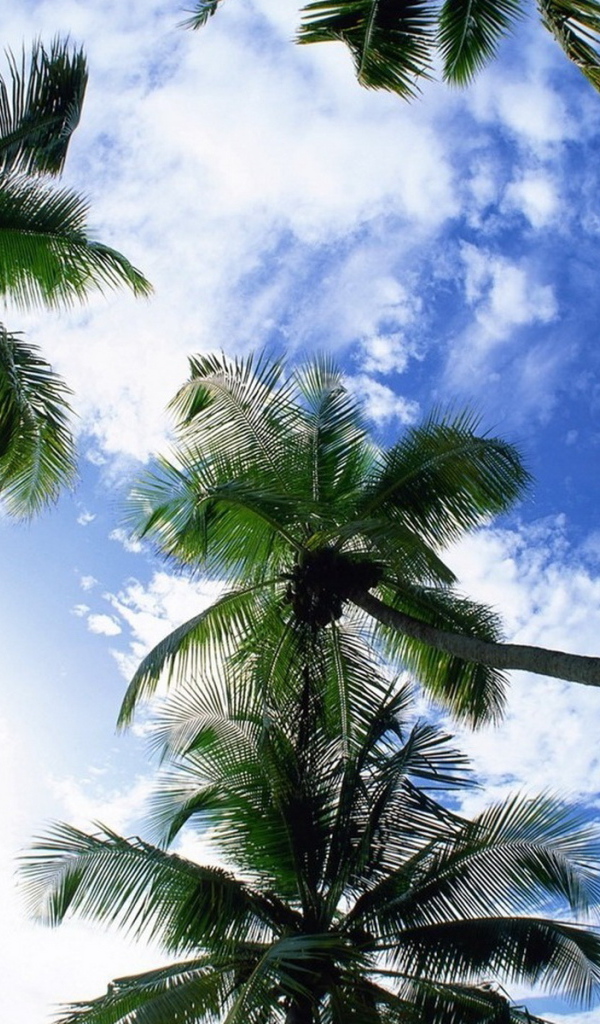 Небо и пальмы