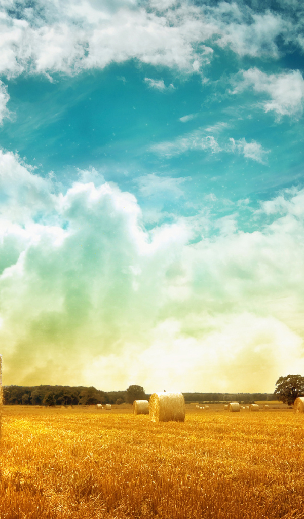 Тюки сена на поле