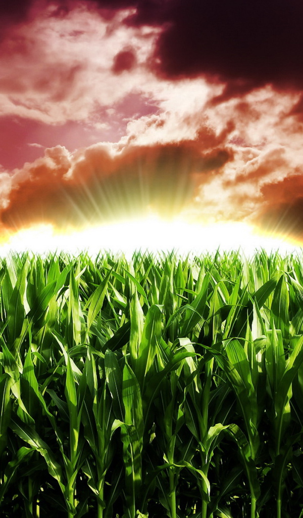 Кукурузное поле на рассвете