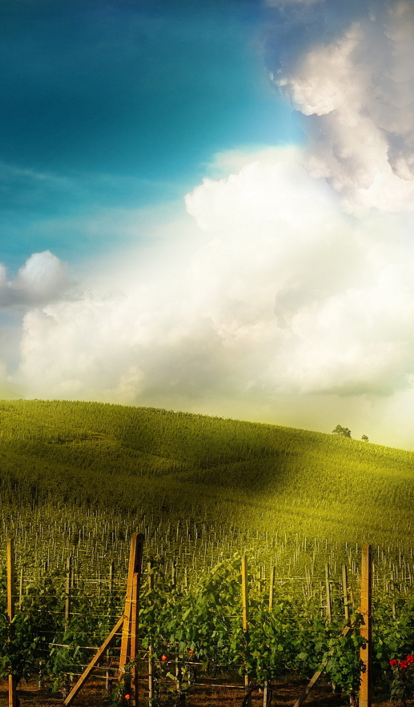 Поле-плантация