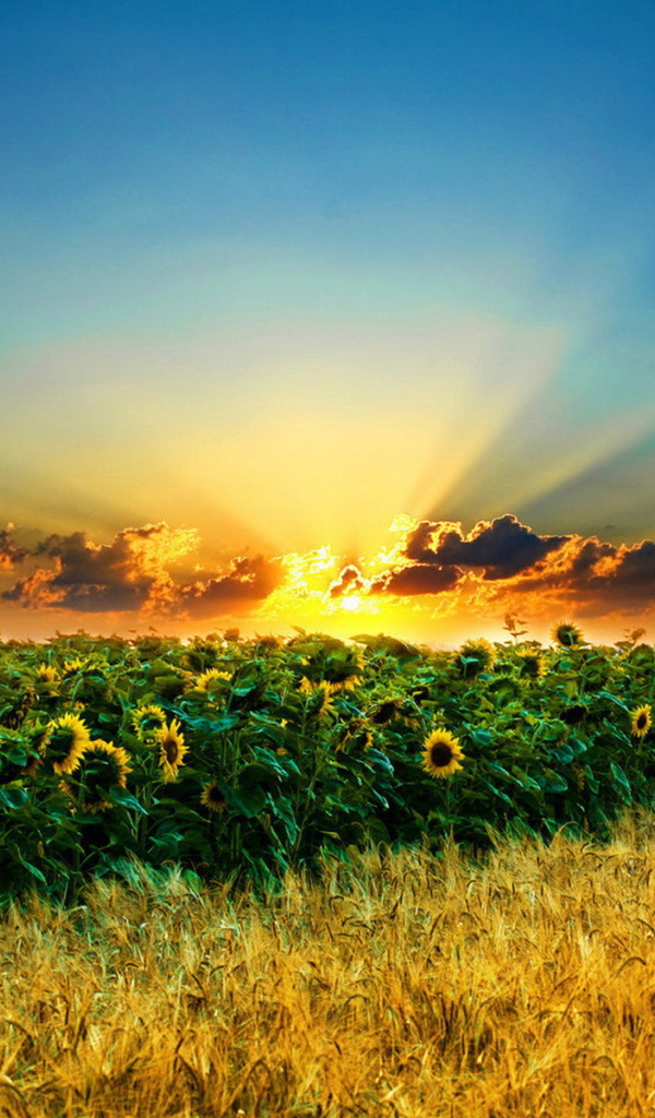 Поле подсолнухов и пшеницы