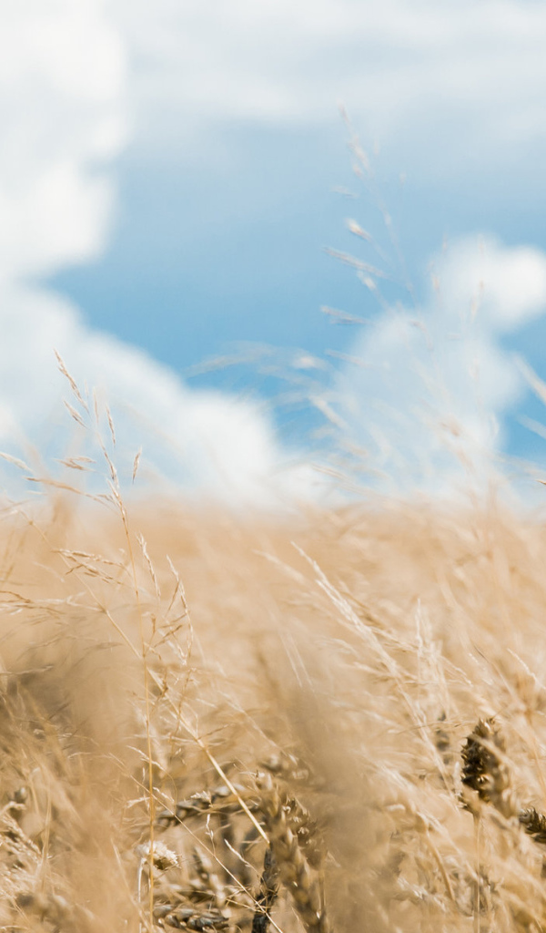 Хлебное поле