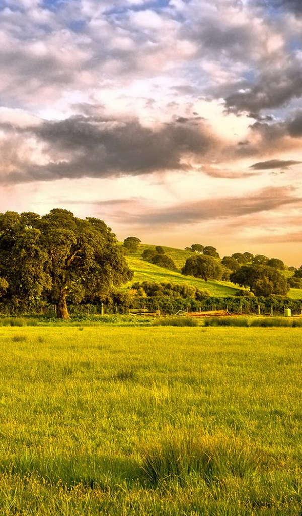 Зеленые просторы