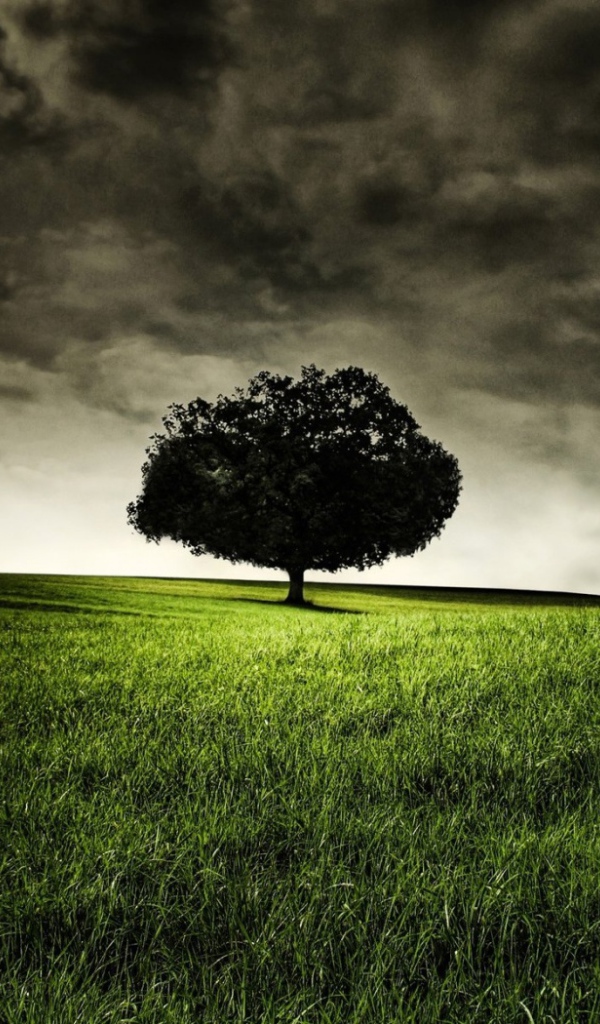 Запретное дерево Эдема