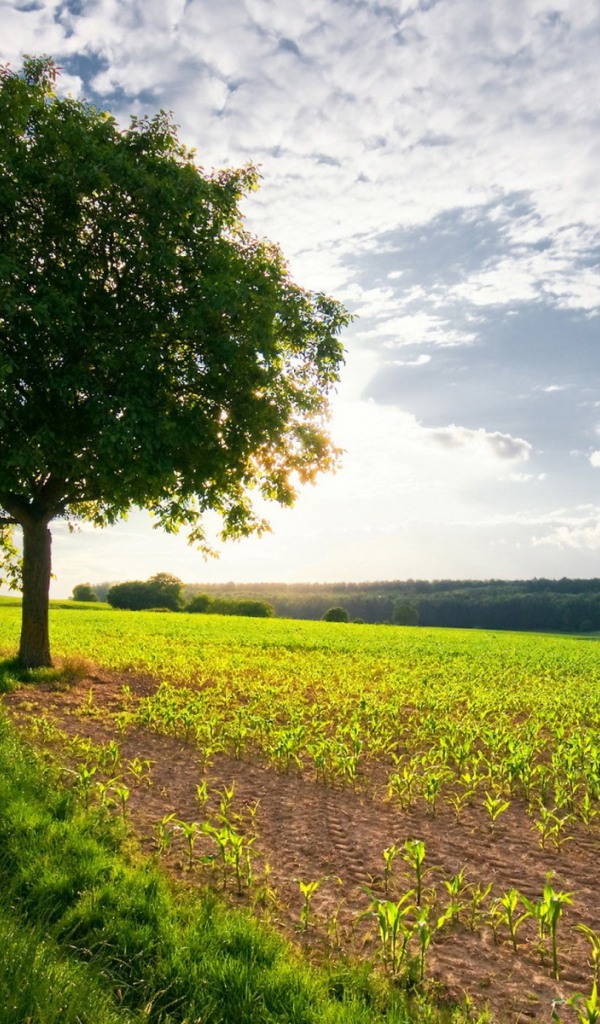 Дерево в поле