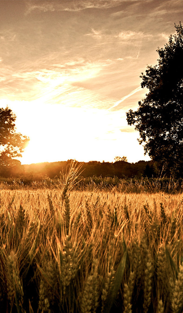 Пшеничное поле на закате