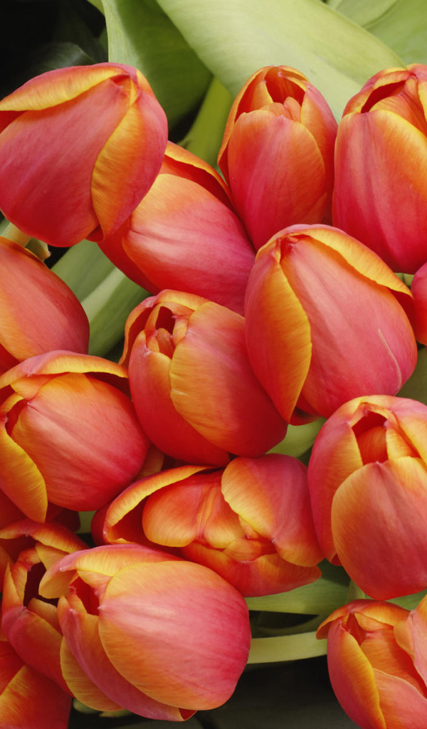 Красивые тюльпаны