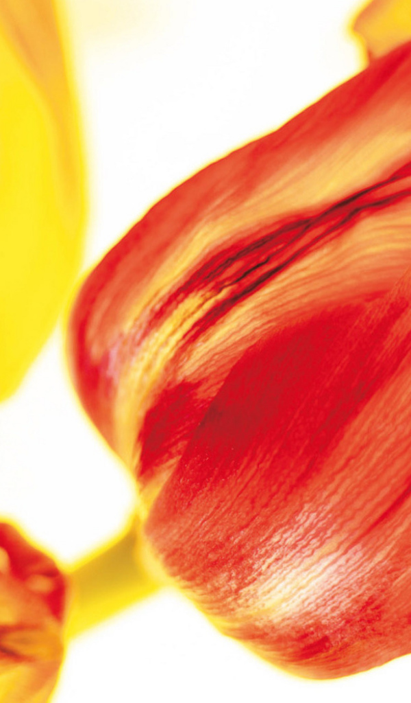 Красивые тюльпаны