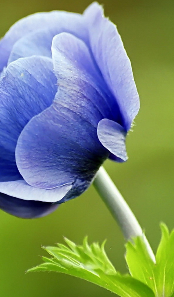 Голубой цветок