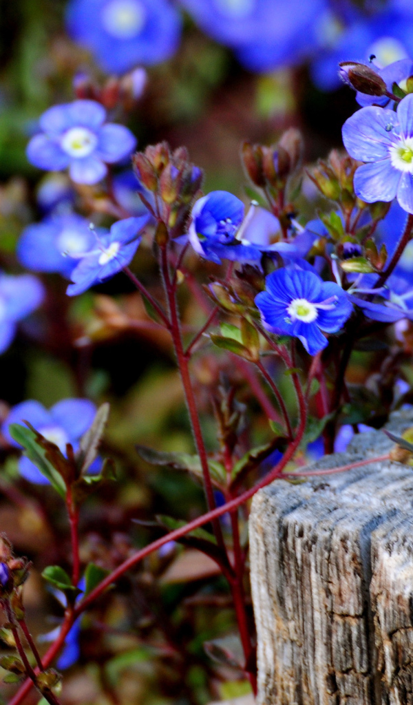 Голубые цветочки