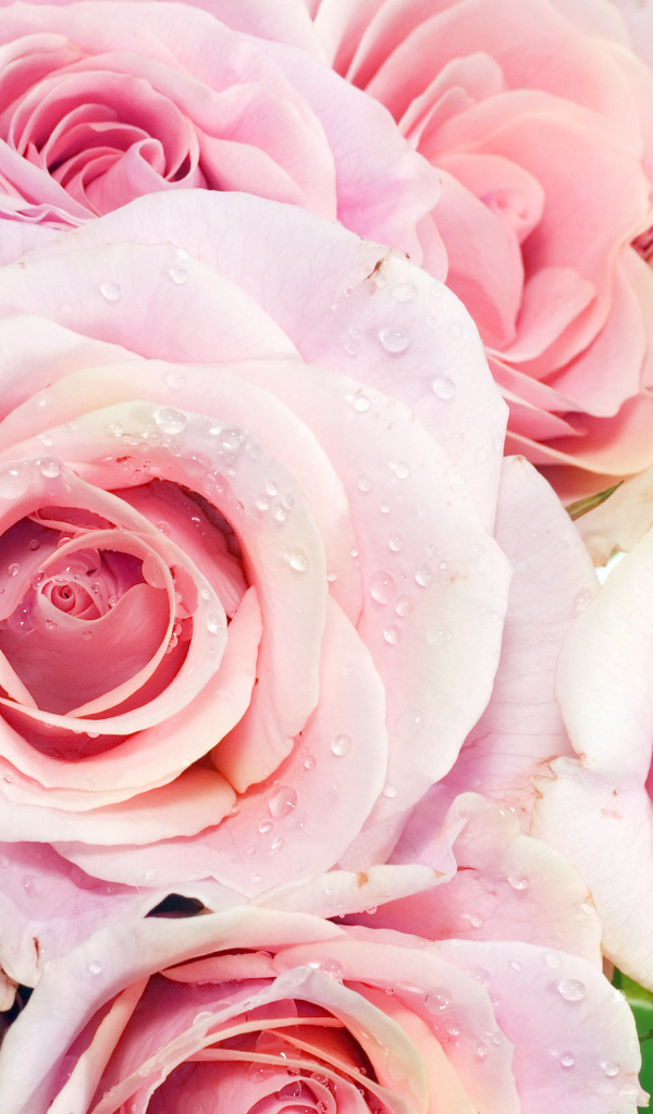 Букет из роз