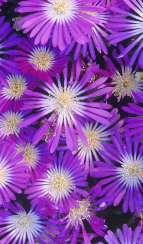 Букет красивых цветов