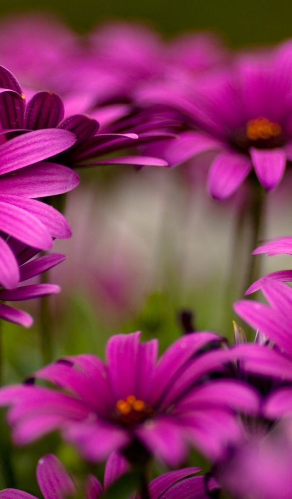 Яркие цветы