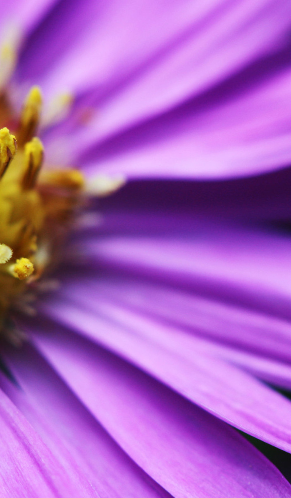 Яркий цветочек