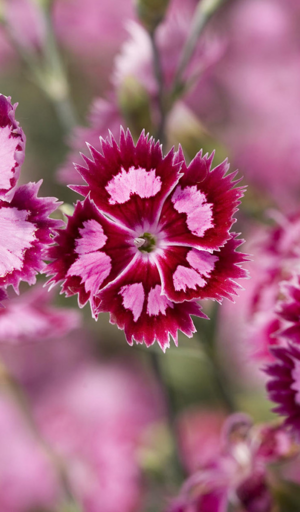 Яркие цветочки