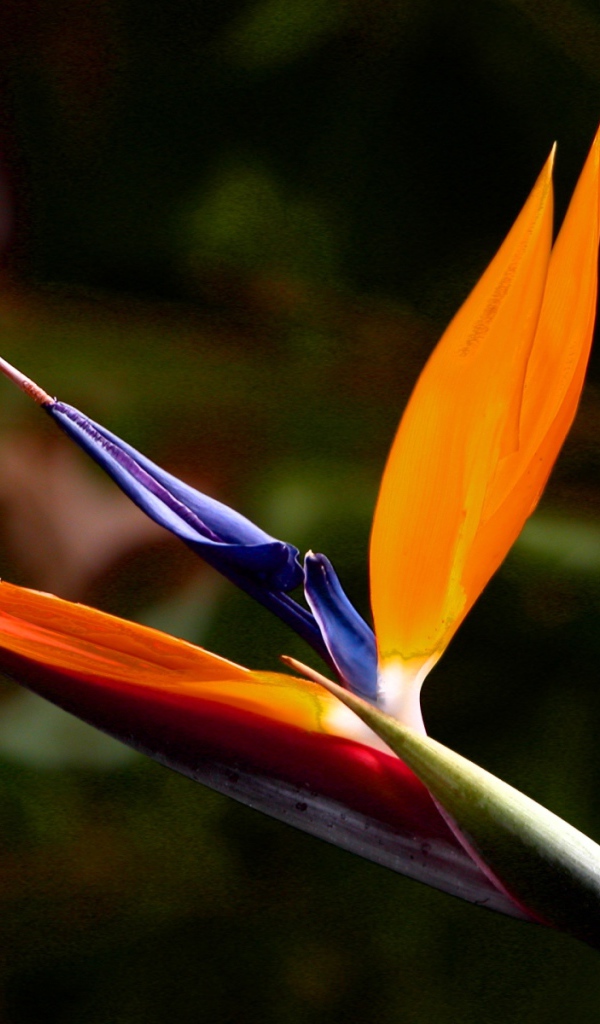 Экзотический цветок