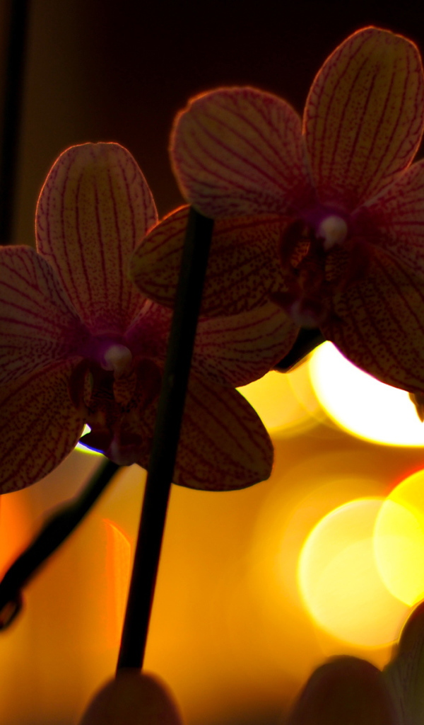 Цветы любимой