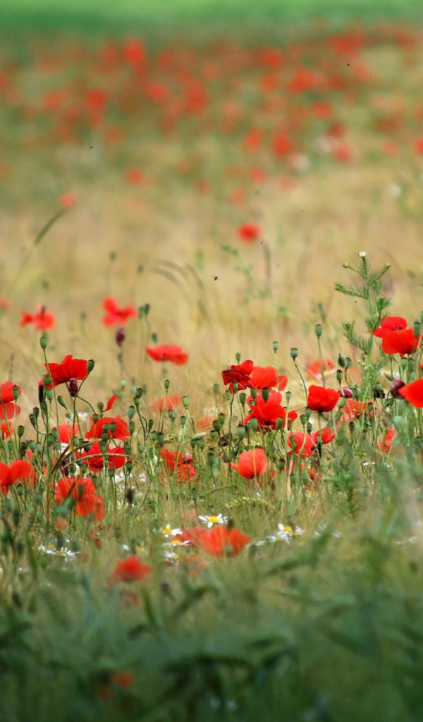 Поле красивых цветов