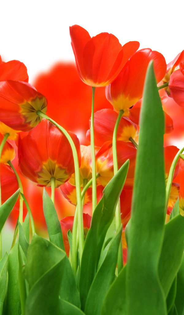 Поле красных тюльпанов