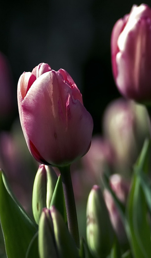 Поле тюльпанов