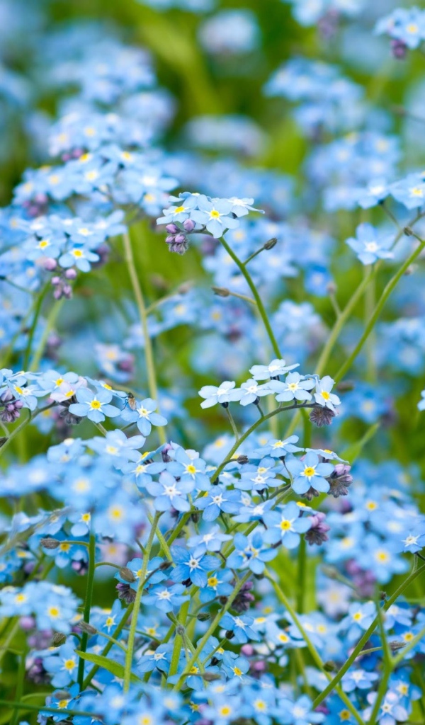 Цветочное поле