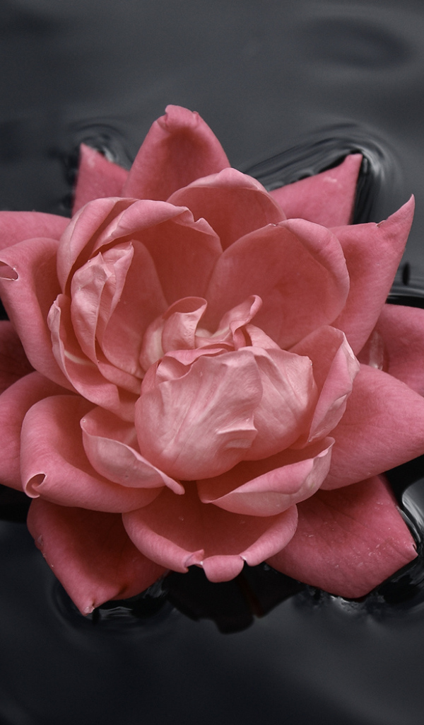 Цветок в воде