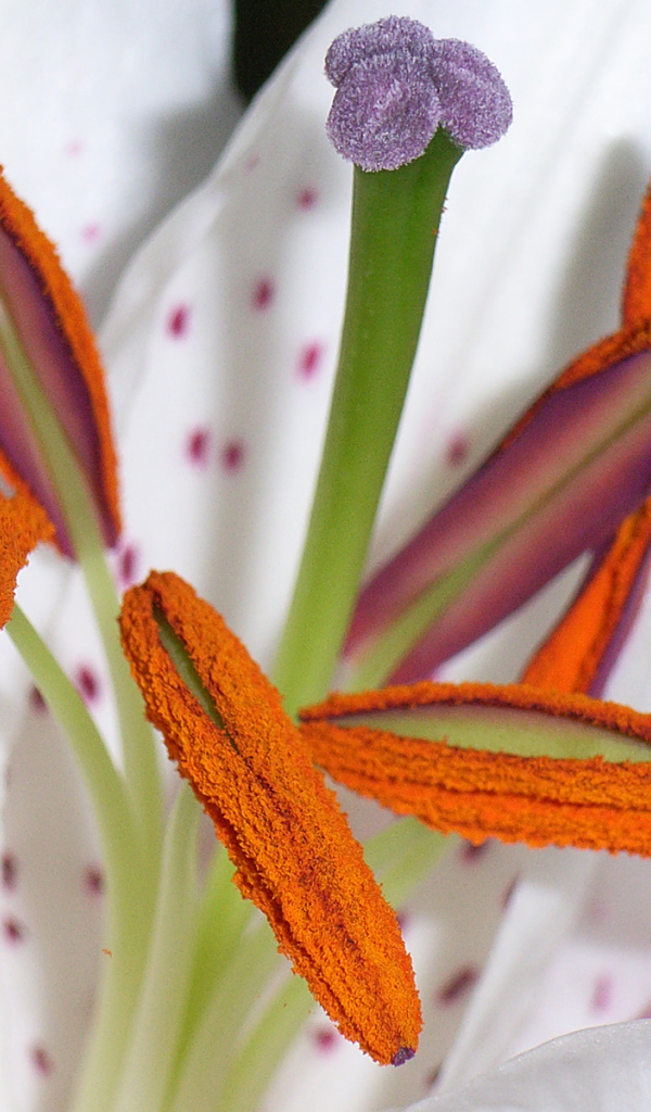 Цветок пыльца пестик тычинка