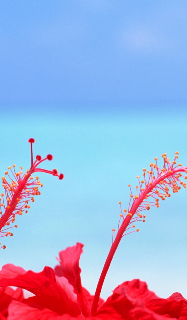 Цветы на Мальдивских островах