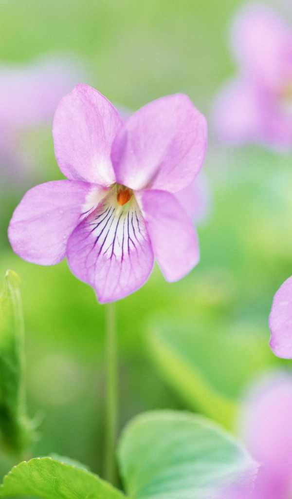 Нежные цветочки