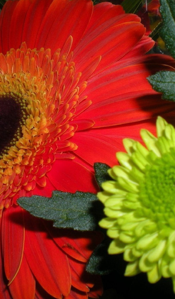 Гербера и хризантемы