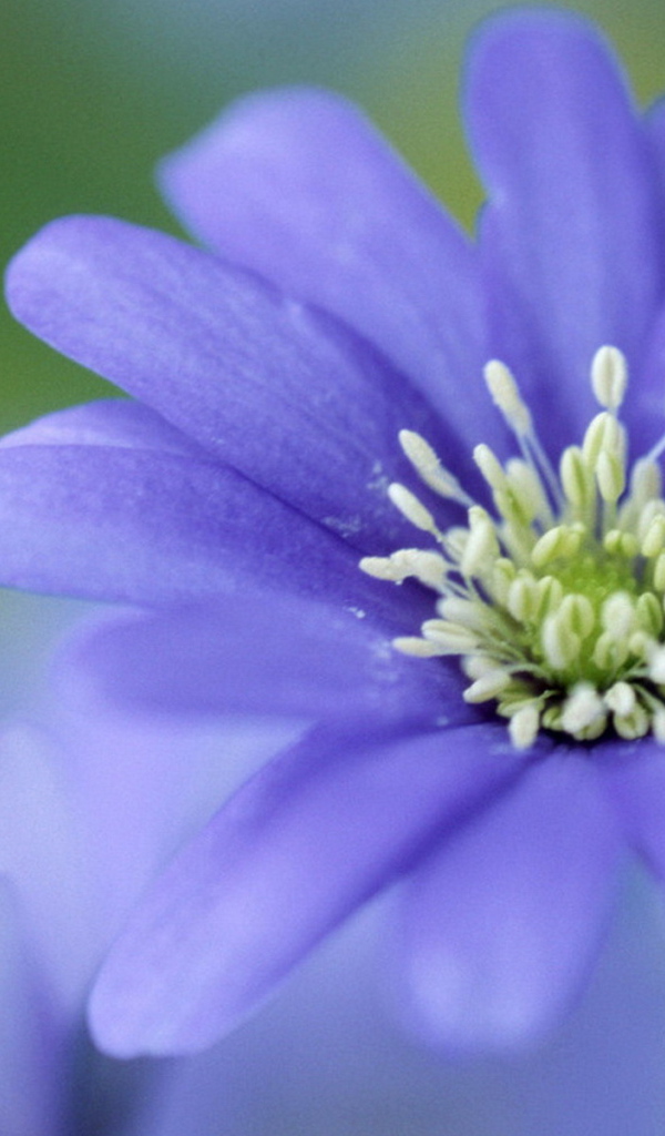 Печёночница